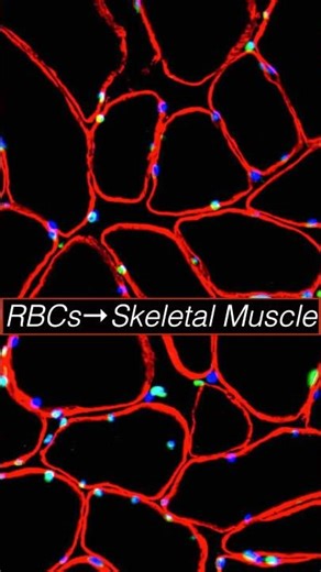 Red blood cells flowing through a capillary network in skeletal muscle #biology #microscope #science