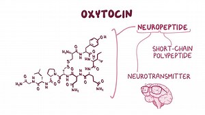 35 reactions | What is oxytocin and why is it considered the “love hormone”? Read all about it today (and see the full video) on the Osmosis blog! https://www.osms.it/what-is-love-fb #Osmosis #love #oxytocin #valentine | Osmosis from Elsevier | Facebook