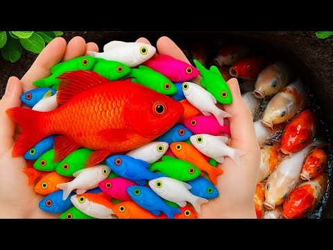 Catch Colorful Ornamental Fish in Surprise Eggs, Platy Fish, Baby Turtle, Goldfish, Crayfish, Discus