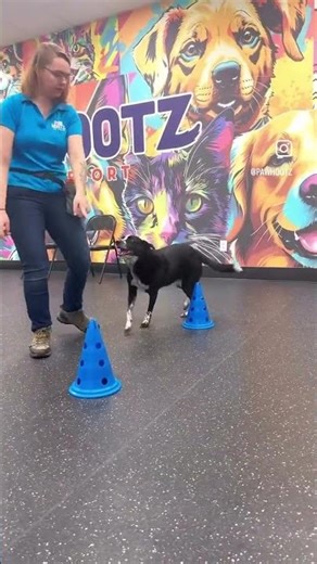 Training a Reactive Dog | A Day in Katee’s Session