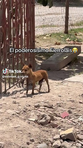 Te la cambio prro: meme de perro Fierrolais