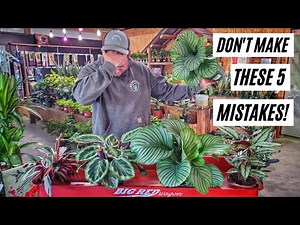 5 Common Calathea Culprits |How to Solve Them With Ease|