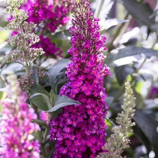 Buzz Hot Raspberry Butterfly Bush, Buddleia | High Country Gardens