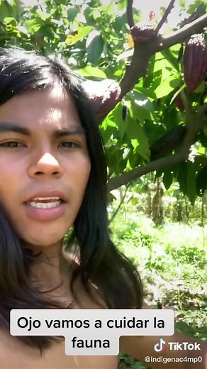 Exploring the Colorful Cacao Tree in Nature