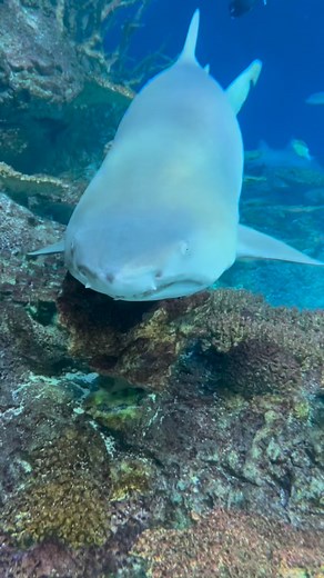 Just swimming by to remind you that it’s National Visit the Zoo (and Aquarium) Day. 😃🐟🐠🦈 | Kansas City Zoo & Aquarium