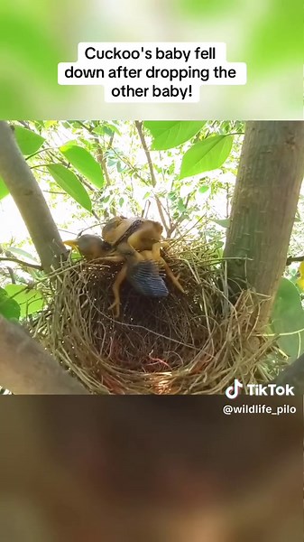 Cuckoo's Baby Falls After Dropping Sibling! Amazing Bird Rescue