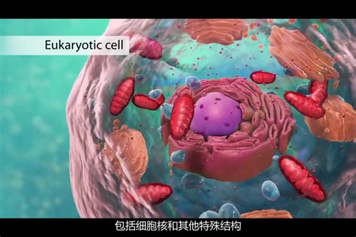 （中文字幕）youtube上最详细的细胞结构3D动画