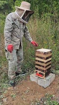 Revealing the Method to Make Native Swarm Bees Move In in Seconds!