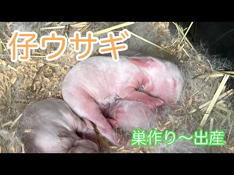 仔ウサギが産まれました‼️【巣作り〜出産まで】