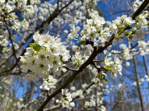 Those beautiful flowering trees in your neighborhood may become illegal in Michigan