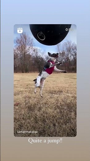 CollieBall - Original Herding Ball for Dogs