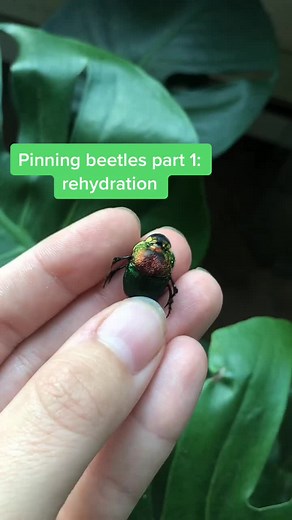 Beetle Pinning Tutorial: Step-by-Step Guide