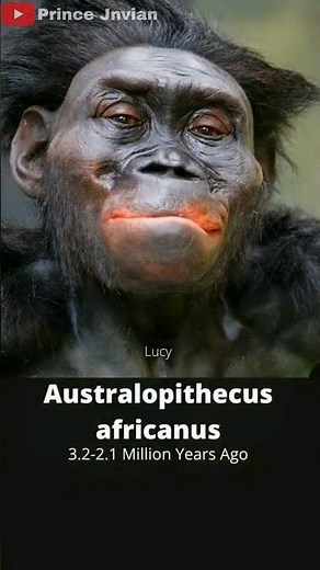 Modern Human evolution and Ancestors