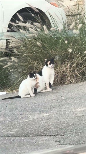 These Cats Are NOT From Earth! 👽🐱