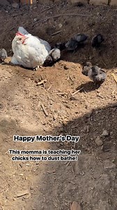 We love it when our mommas come out and start teaching their chicks how to do all the fun chicken things! #cute #chickens #spring #chicks #farm #homestead | Hens and Honeybees
