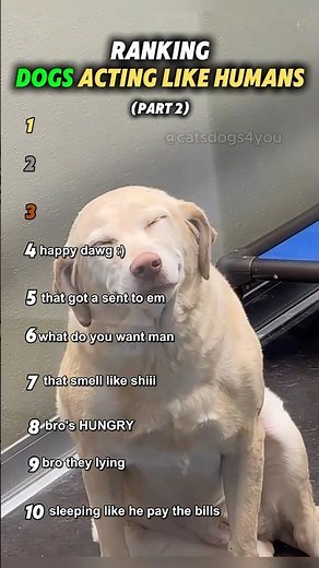 Ranking the most hilarious moments of dogs acting like humans🐶🦮 #funny #animals #dogs #ranking