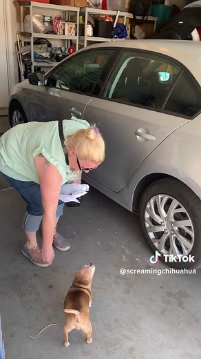 Jesse The Screaming Chihuahua on TikTok