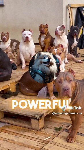 Amazing Animals on TikTok