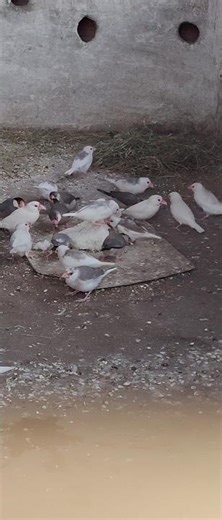😁Java 🥰 sparrow #birds #shortvideo ❤️❤️