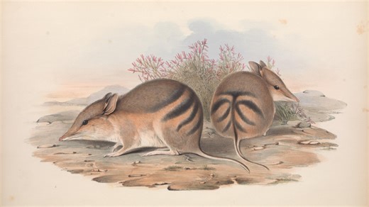 Rocket Frog, Damselfish, and Bandicoots: The Species Declared Extinct in 2025 • The Revelator