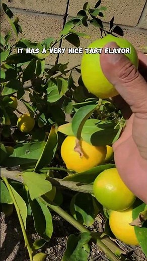 Harvesting Bearss (Persian) Limes: Seedless and Juicy!