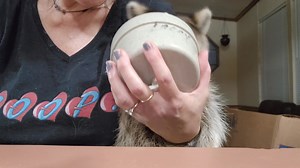 Night night Facebook family from Lare Bear 🐻 | Little Bit Wildlife Rescue