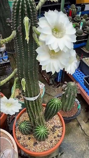 Breathtaking Cactus Flower Blooming! 🌸✨