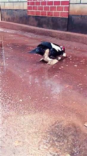 It's time to procreate #birds #muscovyduck