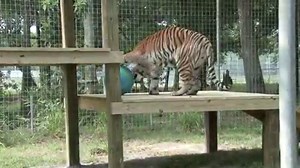 Earth Day Fun - We celebrated the 46th Annual Earth Day. The cats enjoyed having "the whole world in their paws". | Big Cat Rescue