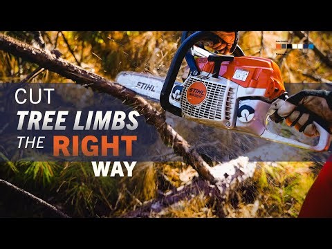 Delimbing Trees - Chainsaw Safety [Episode 12]