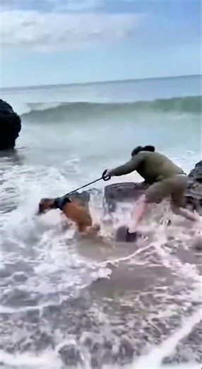 Crocodile Attacks Dog and Disappears Into the Sea 😱