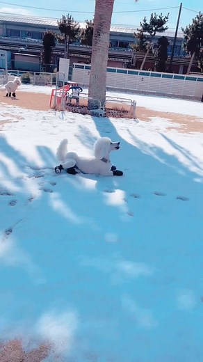 Snow time! | About Poodle