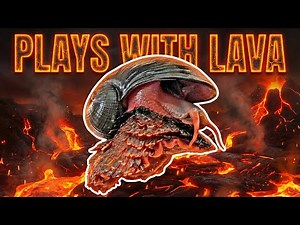 Can a Bullet Break the Volcano Snail’s Shell? (Physics Breakdown)