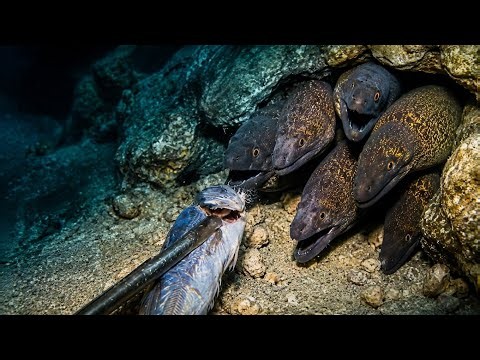😱 Feeding Hungry Moray Eels! Incredible Underwater Moment #Underwater #ScubaDiving #OceanLife