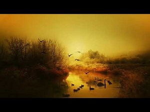 8 HOURS Loon Calls With Forest Sounds - Loon Calls For Relaxing *NO MUSIC*