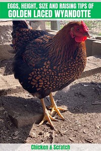 Golden Laced Wyandotte: Eggs, Height, Size and Raising Tips