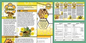 UKS2 All About Bees Reading Comprehension Activity