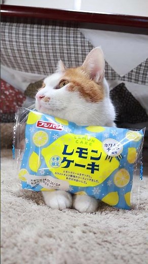 レモンケーキ 240210 #のせ猫 #animal #ねこ #cat #ペット
