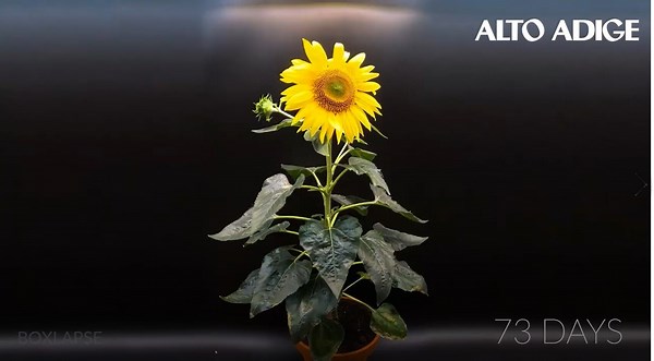 La vita di un fiore in due minuti: che emozione il time lapse del girasole
