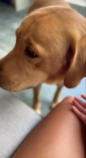 Unbelievable Labrador Tricks That Will Melt Your Heart #รักหมา #หมาน่ารัก #pets