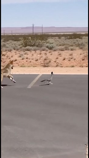 23K views · 33 reactions | Coyote vs Roadrunner Looney Toons IRL  | Sarcasm Server | Facebook