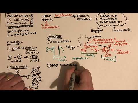 Amplification in Signal Transduction pathways