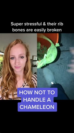 Proper Chameleon Handling Guide | Wild Caught Veiled Chameleons