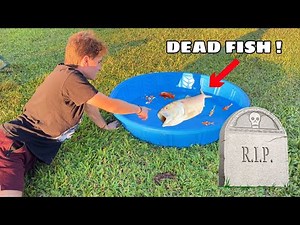 RIP… ALL MY FISH DIED ! WHAT HAPPENED ?!