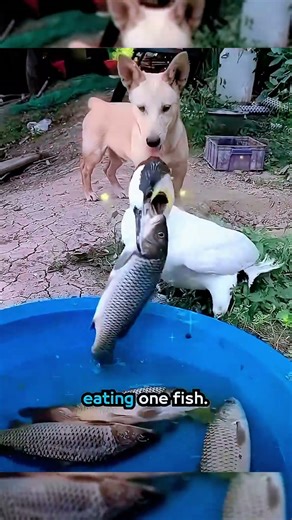 Where Did That Fish Go?! Bird Swallows Huge Catch in Seconds 🐦🐟 #shorts #viral #fyp