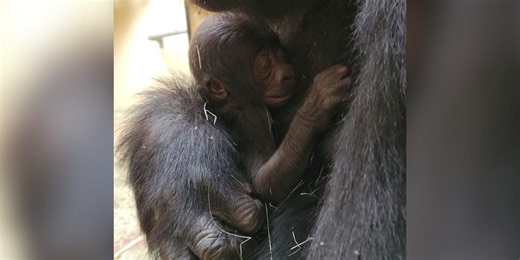 Zoo’s critically endangered baby gorilla dies days after birth