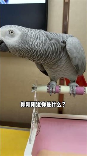 不装了，我是金针菇我摊牌了 #鹦鹉说话 #不装了摊牌了 #parrot #灰鸚鵡 #血鸚鵡 #萌寵出道計劃 #funny #寵物友善日常 #cute