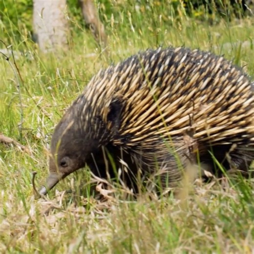 4.7K views · 117 reactions | A wander through the trees and along the trails of the Koala Conservation Reserve offers a perfect opportuntiy to meet all sorts of wonderful and unique, Australian animals.璉輦襁 #AustralianAnimalEncounters #Echidna #PhillipIslandWildlife | Phillip Island Nature Parks | Facebook