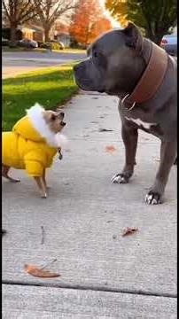 😱 Peanut’s Scary Mask Prank Sends Titan Flying! 😂👻