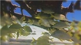 Watch How to Identify a Schoolmaster Fish on Amazon Live